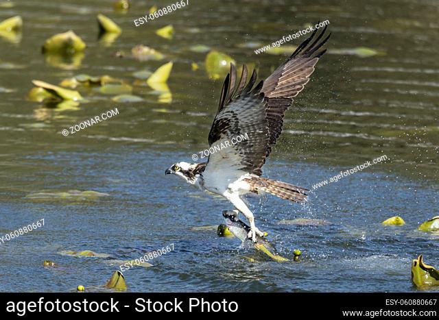 A beautiful osprey catches a fish from Fernan Lake and flies off in North Idaho