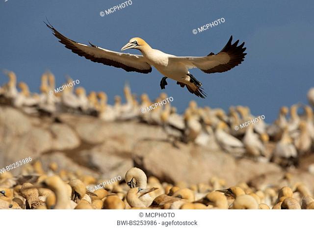 Cape gannet Morus capensis, landing in a colony, South Africa, Western Cape, Bird Island-Westcoast, Lamberts Bay