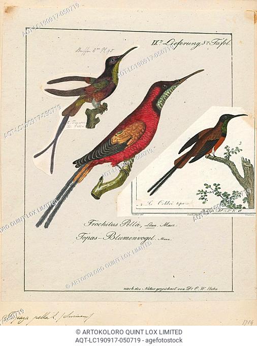 Topaza pella, Print, The crimson topaz (Topaza pella) is a species of hummingbird in the family Trochilidae., 1700-1880