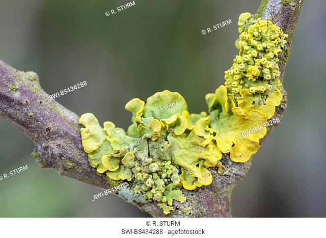 Common orange lichen, Yellow scale, Maritime sunburst lichen, Shore lichen, Golden shield lichen (Xanthoria parietina, Parmelia parietina), in a branch fork