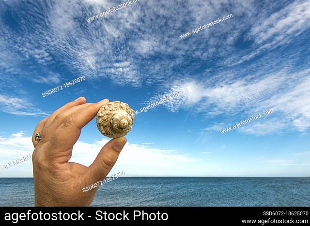 A woman's hand holds a spiral shell against a blue sky and sea in Baja California Sur
