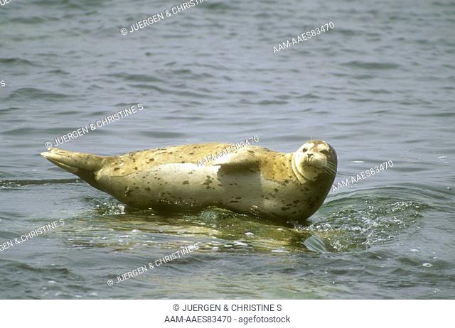 Harbor Seal (Phoca vitulina), Monterey, CA