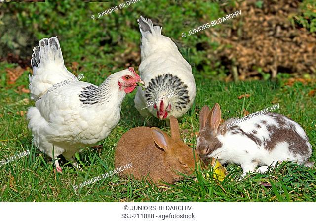 Domestic Rabbit and Sussex Chicken. Pair of hens and two rabbits eating an apple in a chicken-run. Germany