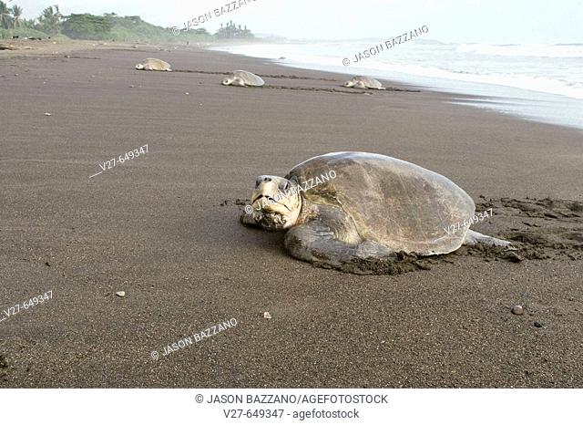 Group of female olive ridley sea turtles (Lepidochelys olivacea) climbing onto land to lay eggs; photographed in Costa Rica