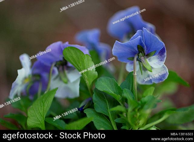Pansy flowers photographed from behind, blurred background