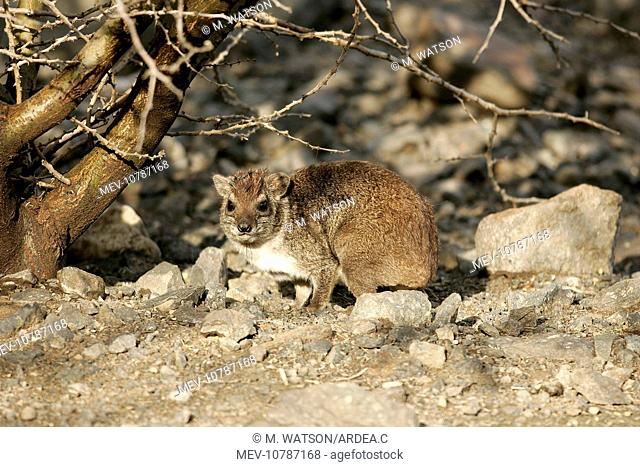 Rock Hyrax (Procavia capensis)