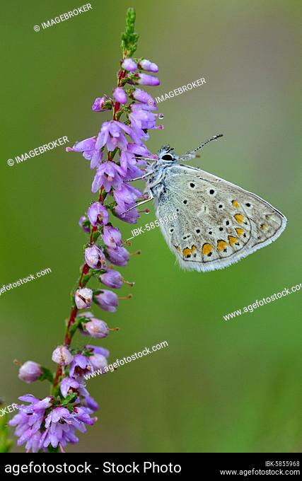 Common blue butterfly (Polyommatus icarus) on a branch of the flowering Common Heather (Calluna vulgaris) in the bog, Goldenstedter Moor, Goldenstedt