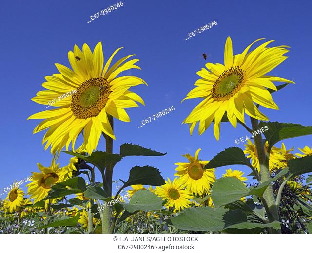 Sunflowers in bloom on Norfolk Farmland grown as game feed for forthcoming shooting season