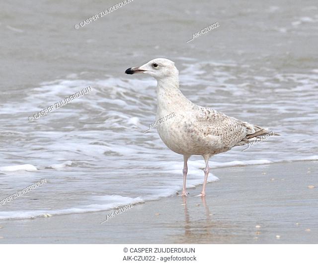 First-winter Viking Gull (hybrid Glaucous x Herring Gull) standing on the beach of Noordwijk in the Netherlands