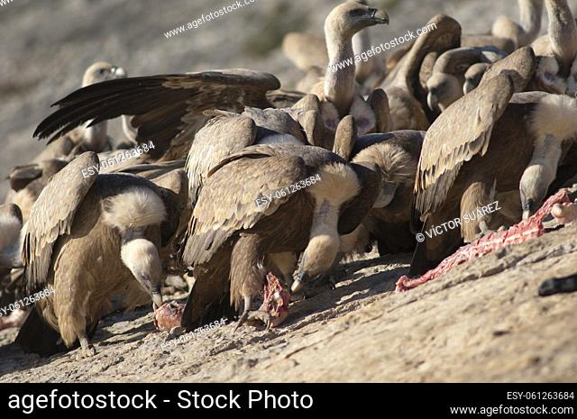 Griffon vultures (Gyps fulvus) eating. Natural Park of the Mountains and Canyons of Guara. Huesca. Aragon. Spain