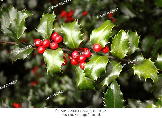 Blue Princess Holly bush - Ilex pron : /'alks/, or holly, is a genus of 400 to 600 species of flowering plants in the family Aquifoliaceae