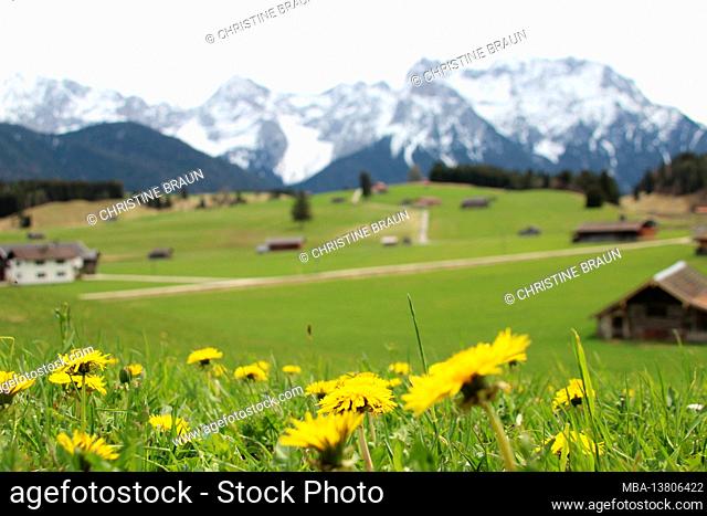 Germany, Bavaria, Upper Bavaria, Werdenfelser Land, humpback meadows, dandelion meadow