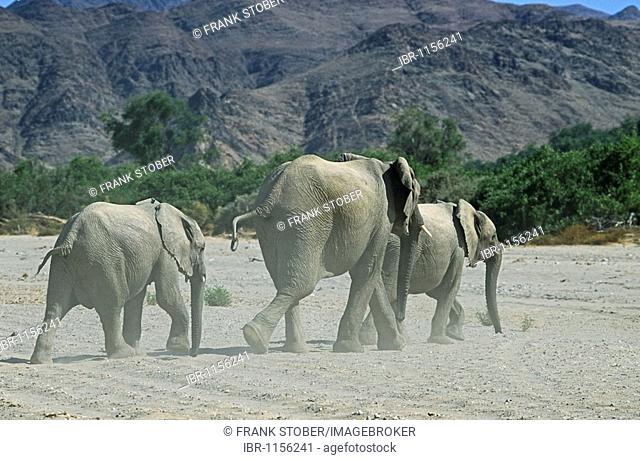 African Bush Elephants (Loxodonta africana), Namibia, Africa