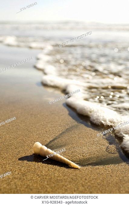 Sea foam and seashell washed onto the shore of Parque Nacional Marino las Baulas in Playa Grande, Costa Rica