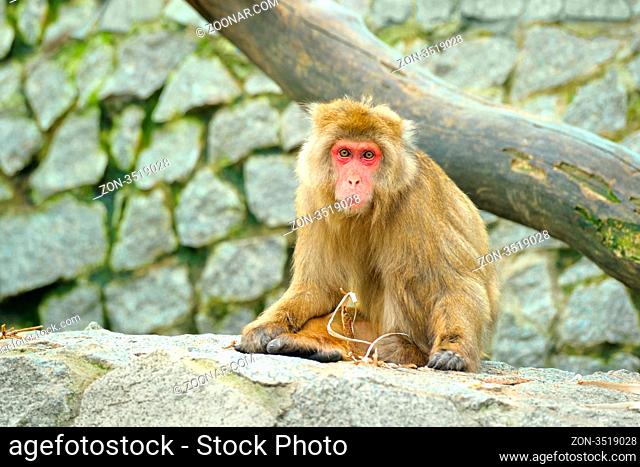 Sad monkey sitting on stones