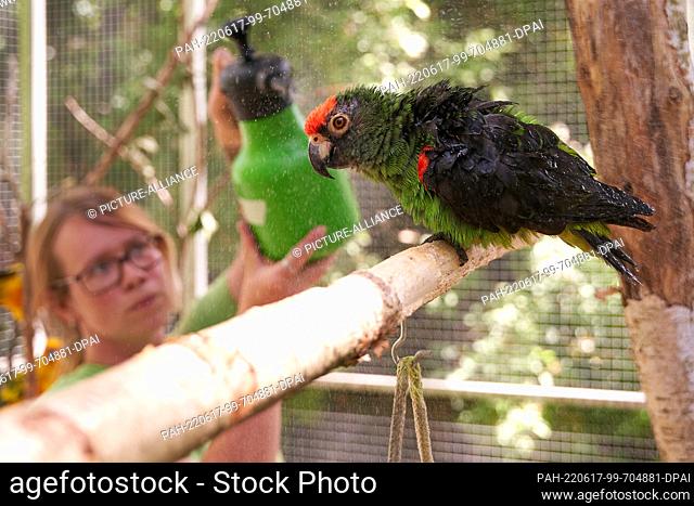 17 June 2022, Rhineland-Palatinate, Bell: Animal keeper Michelle showers a Congo parrot at the Bell Zoo in Hunsrück. With a monkey heat of around 30 degrees in...