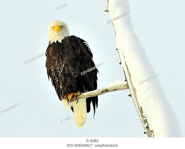 A bald eagle (Haliaeetus leucocephalus) is perched on a dead tree limb overlooking the Chilkat River watching for salmon in the Chilkat Bald Eagle Preserve in...