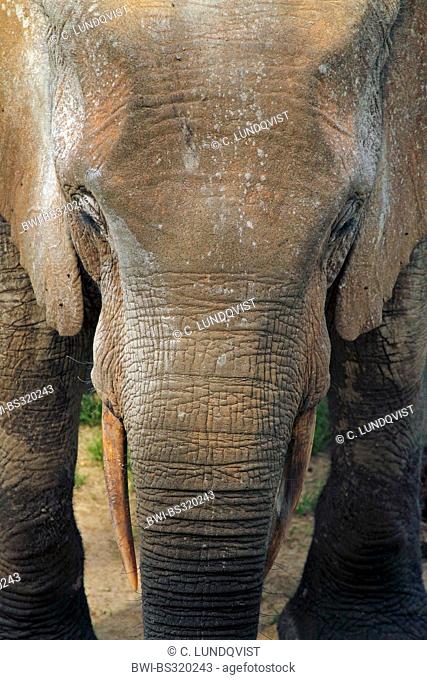 Forest elephant, African elephant (Loxodonta cyclotis, Loxodonta africana cyclotis), portrait, Central African Republic, Sangha-Mbaere, Dzanga Sangha