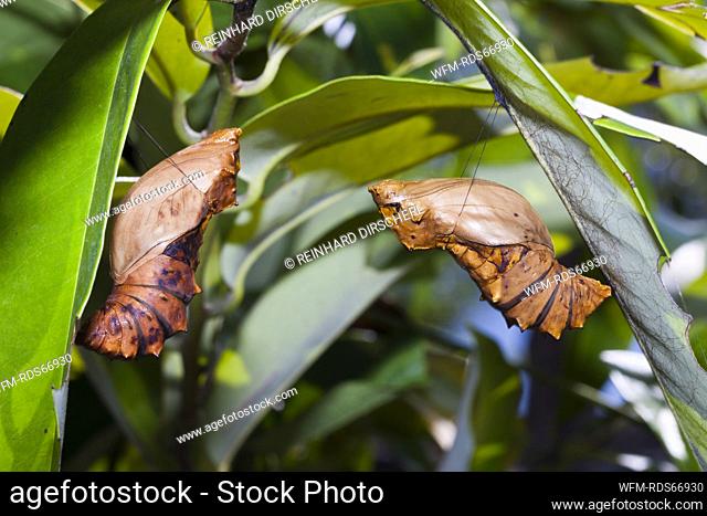 Puppe des Koenigin-Alexandra-Vogelfalter, Ornithoptera alexandrae, Tufi, Oro Provinz, Papua Neuguinea | Larva of Queen Alexandras Birdwing