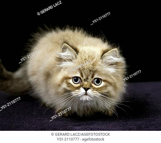 Colourpoint Persian Domestic Cat, Kitten standing against Black Background
