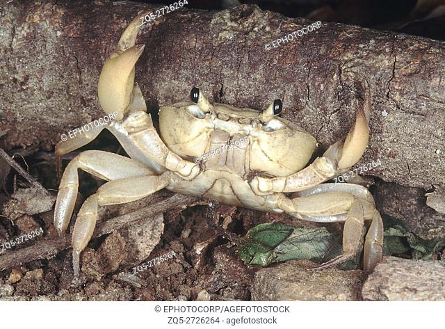 Land crab. Usually seen in the monsoon, these crabs aestivate in the dry season. They are found in the Western Ghats, India