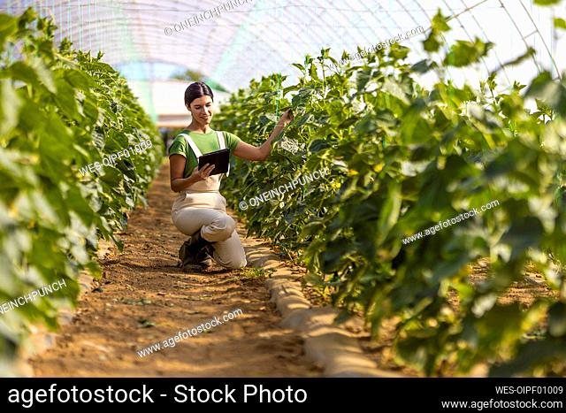 Female farmer looking at digital tablet while kneeling near crops at greenhouse