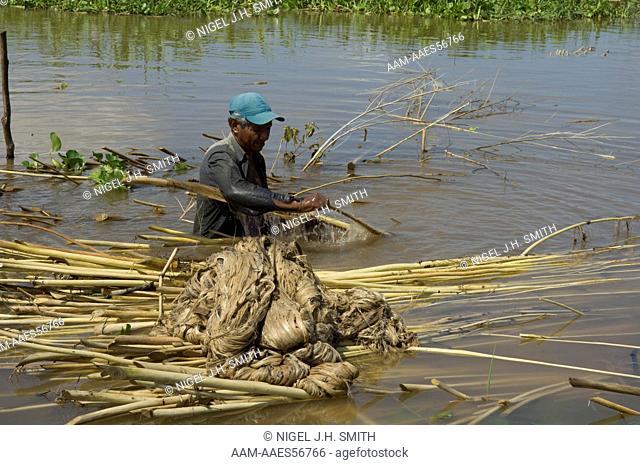 Malva (Urena lobata) farmer Raimundo 48 yrs stripping fibers from stalks 'lavagem' after retting, Ilha da Paciencia, Rio Solimões, Amazonas, Brazil 6-20-07