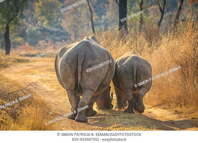 White rhinos walking on the road, South Africa