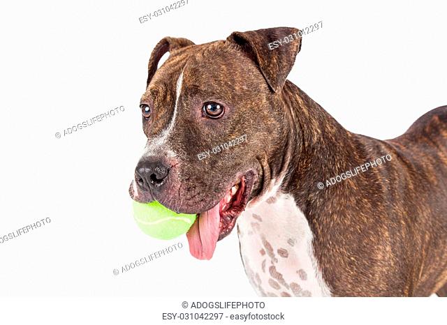 A Staffordshire Bull Terrier Dog holds a tennis ball in its mouth. Partial profile of canine