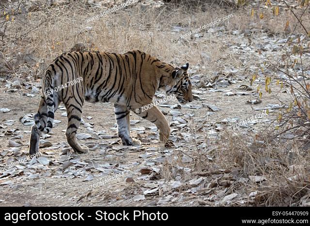 female of the Bengal tiger who goes on a forest glade on a winter morning