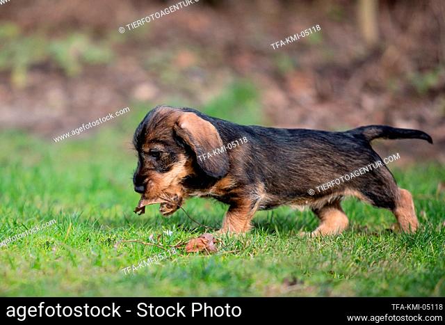 wire-haired Dachshund puppy