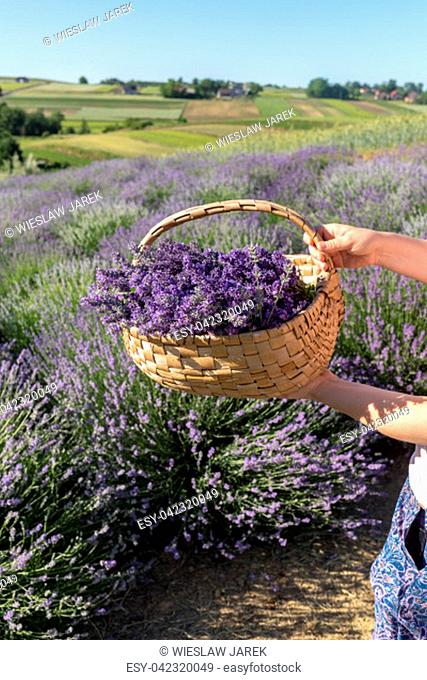 a wooden basket full of fragrant bouquets of lavender