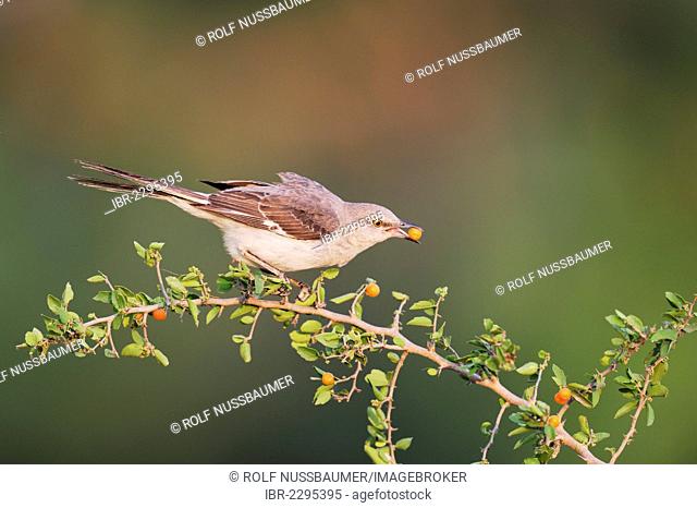 Northern Mockingbird (Mimus polyglottos), adult feeding on berries, Dinero, Lake Corpus Christi, South Texas, USA