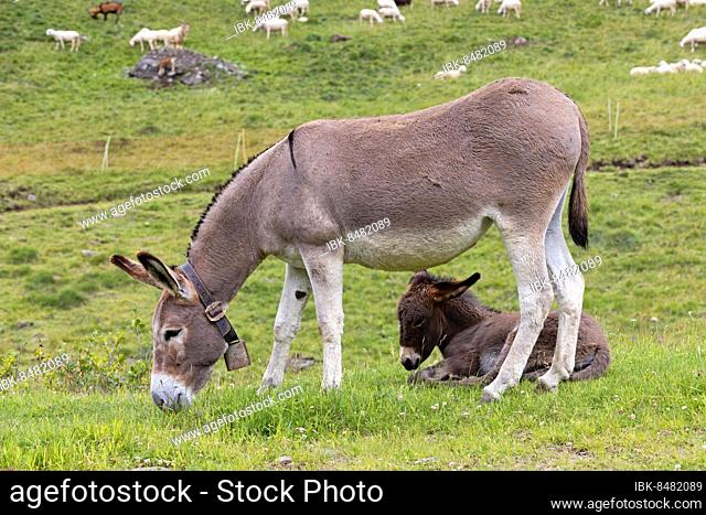 Domestic donkey (Equus asinus asinus) with young animal, Dolomites, Trentino, Italy, Europe
