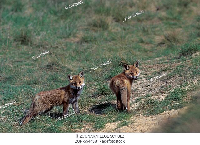 Rotfuchswelpen beobachten gespannt den Fotografen in der Naehe des Baus - (Rotfuchs - Fuchs) / Red Fox kits observing intently the photographer near the foxs...