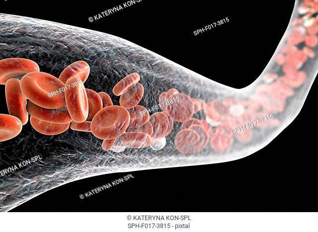 Blood vessel with blood cells, computer illustration. Red blood cells and white blood cells inside a blood vessel