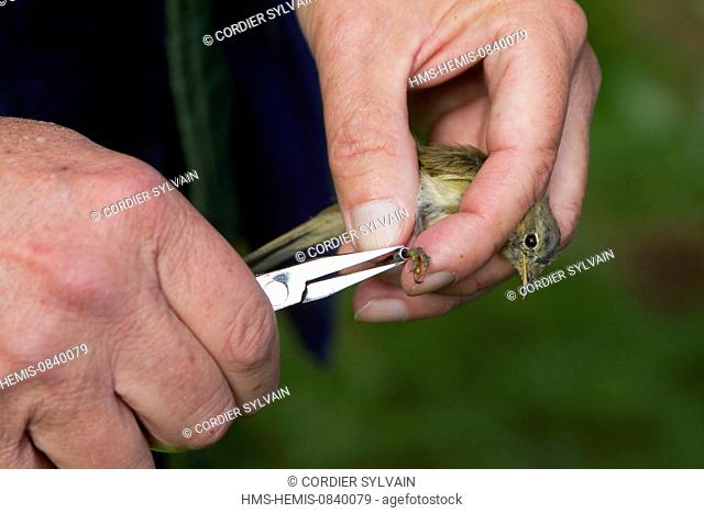 France, Bas Rhin, hunting preserve of Ile Erstein on the Rhine River banks, ringing the birds with nylon nets for the program STOC Progamm which study common...