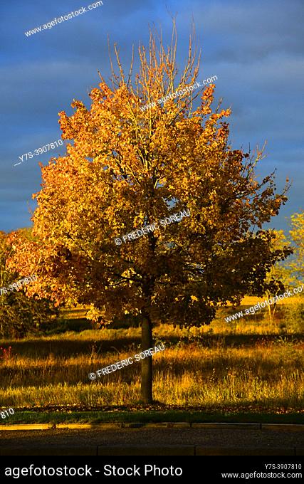 Autumn tree in the Loire Valley, France