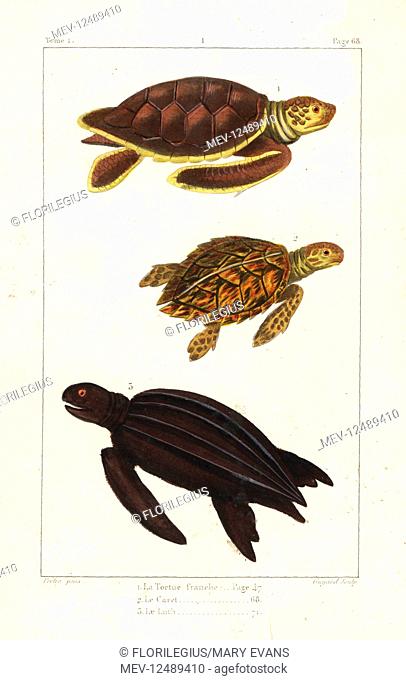 Green sea turtle, Chelonia mydas (endangered), loggerhead, Caretta caretta (endangered), and leatherback turtle, Dermochelys coriacea (critically endangered)