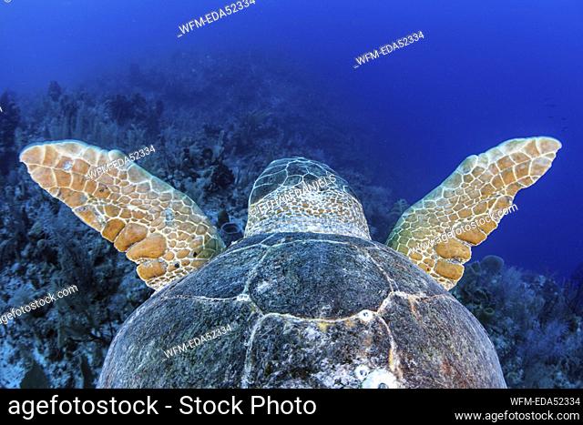Loggerhead Sea Turtle, Caretta caretta, Turneffe Atoll, Caribbean, Belize