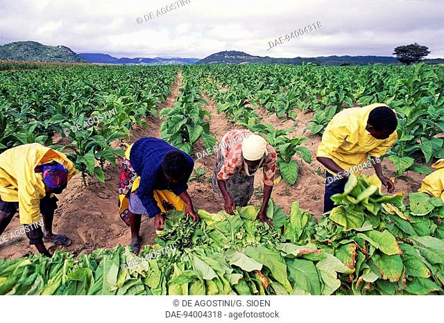 Tobacco pickers on a Rusape plantation, Zimbabwe
