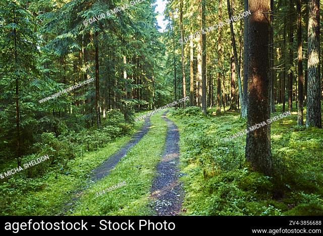 Landscape of a little road going through a Norway spruce (Picea abies) forest in summer