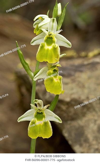 Chesterman's Orchid (Ophrys chestermanii) albino form, flowering, Sardinia, Italy, April