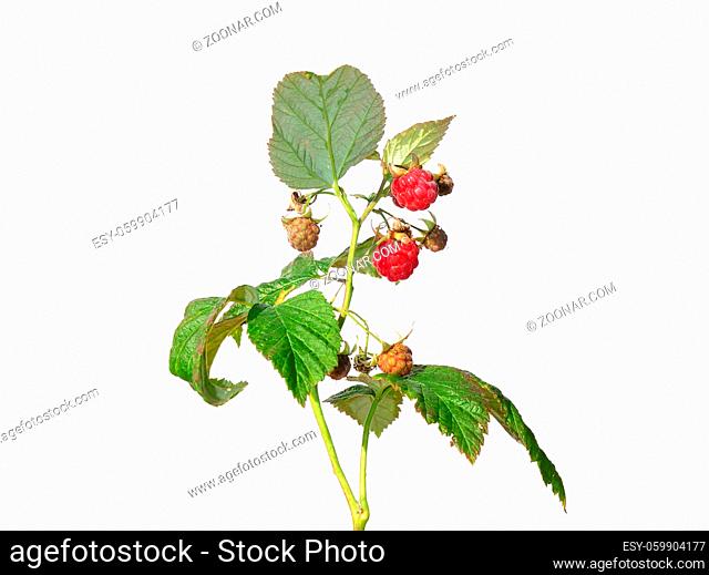 Himbeere (Rubus idaeus) - Raspberry (Rubus idaeus)