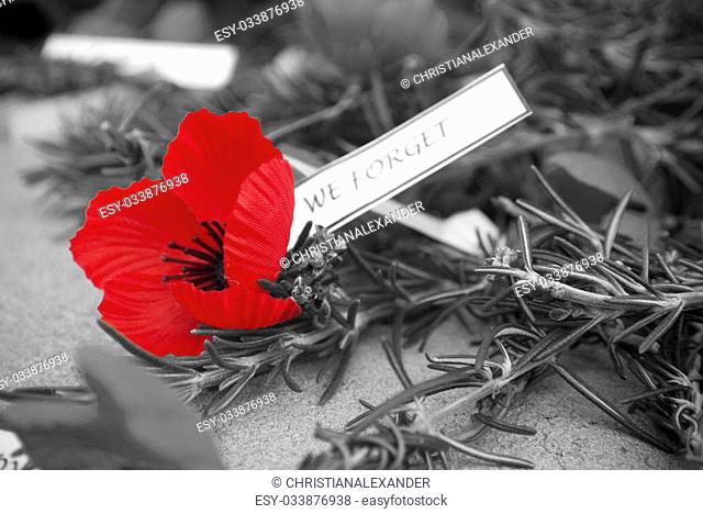 bright red poppy on Anzac Day with black and white background