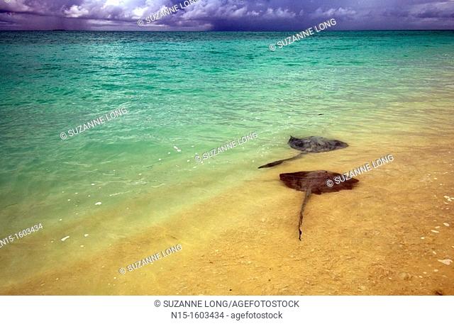Stingrays in the shallows, with storms on the horizon