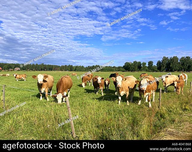 Cows at Šlbo near the Dalälven. . Šlbo is a larger village along the west bank of the Dalälven in Hedesunda parish, Gävle municipality