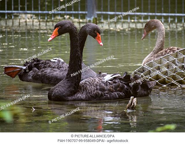06 July 2019, Bavaria, Munich: A mourning swan couple with a young animal (r) swims up in its enclosure in the Hellabrunn zoo