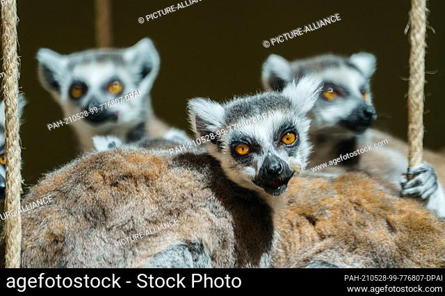 28 May 2021, Hessen, Kronberg/Taunus: Several calicoes sit together in their enclosure. The Opel Zoo presents a walk-in Madagascar aviary for calicoes and varis