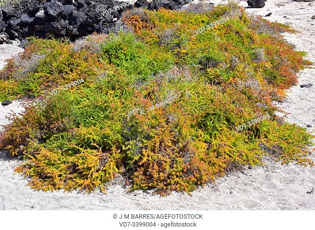 Alkali seepweed or shrubby sea-blite (Suaeda vera) is an halophyte succulent plant native to saline soils of Mediterranean Basin and Canary Islands